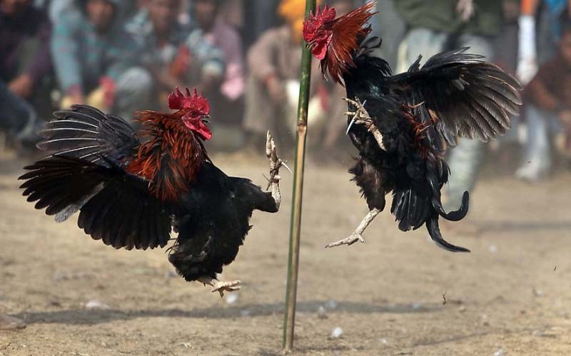 Đá gà đông timor 10