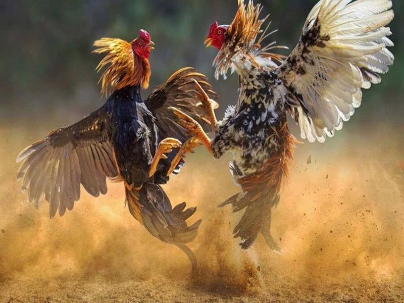 Video đá gà thomo mới nhất 5