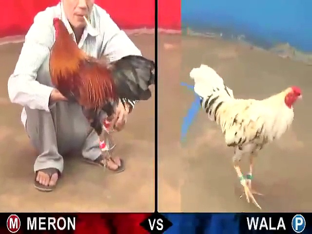 Video đá gà thomo mới nhất 1